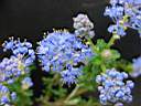ceanothus puget blue 4.JPG